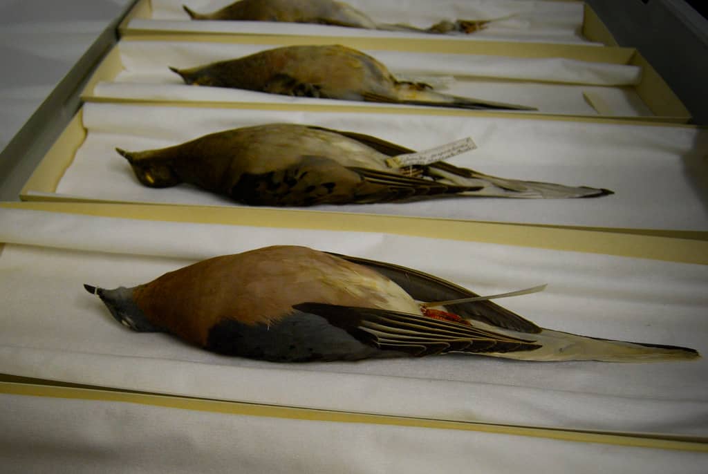 Taxidermy Bird Collection