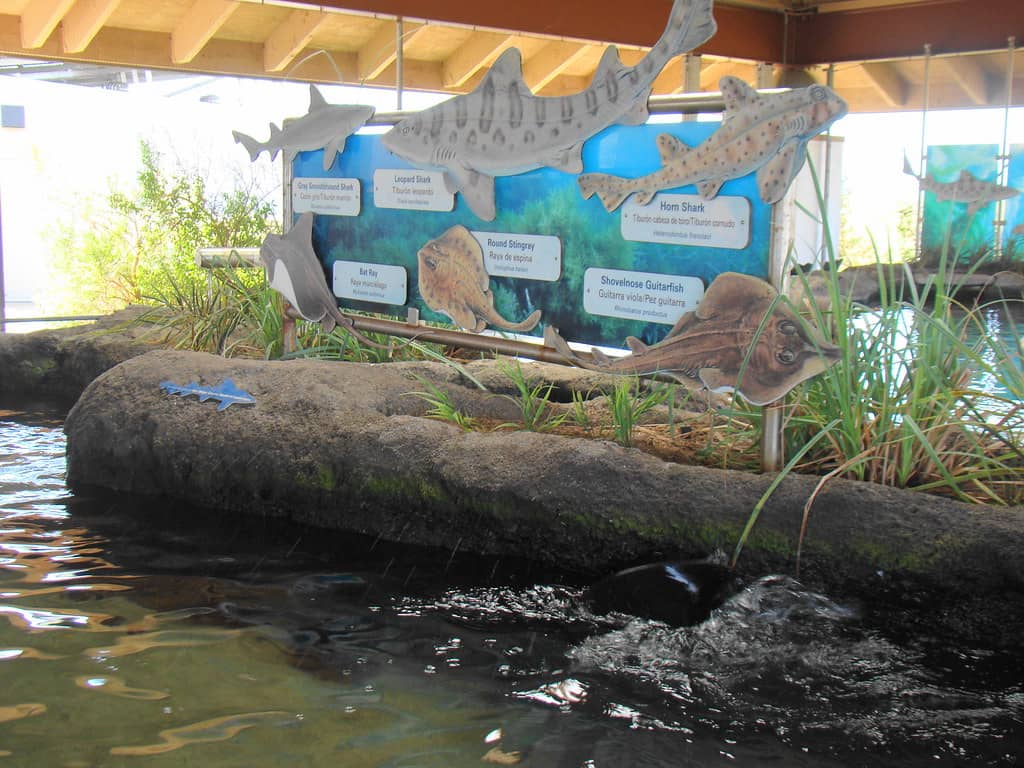Touch Tanks