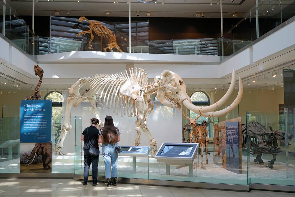 Museum Exhibits