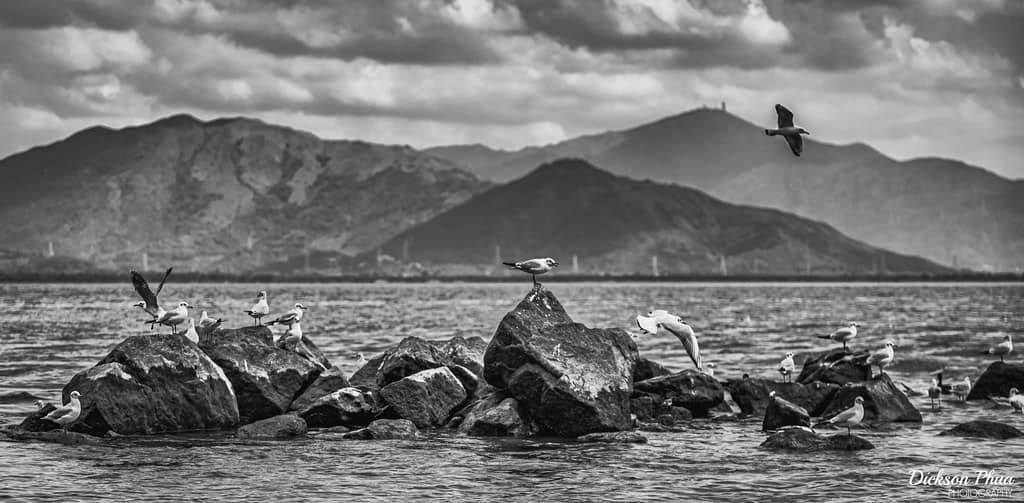 Migratory Bird Haven
