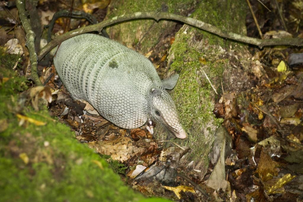 Wildlife Spotting