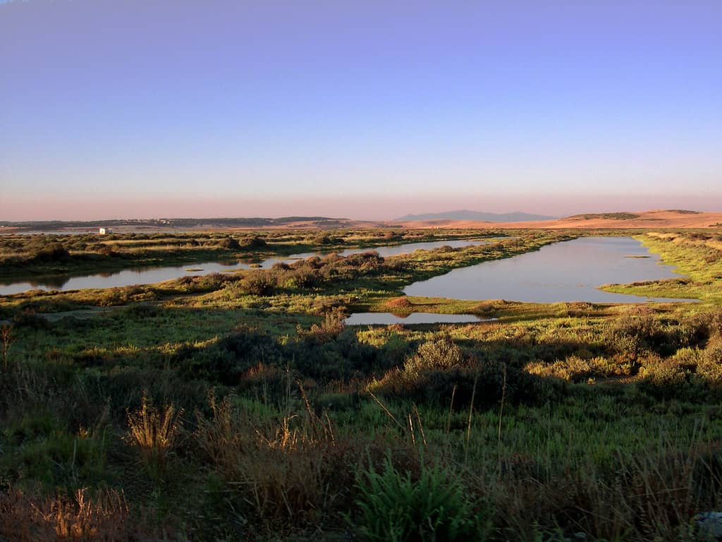 Marismas del Barbate