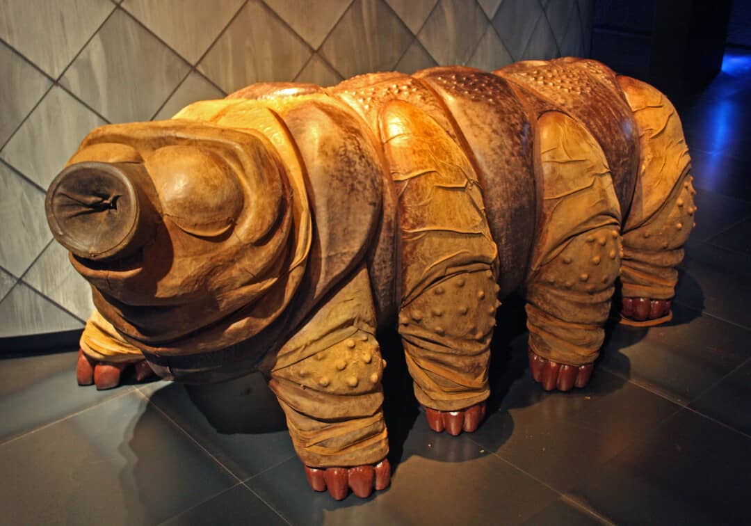 Electronic Dance Music