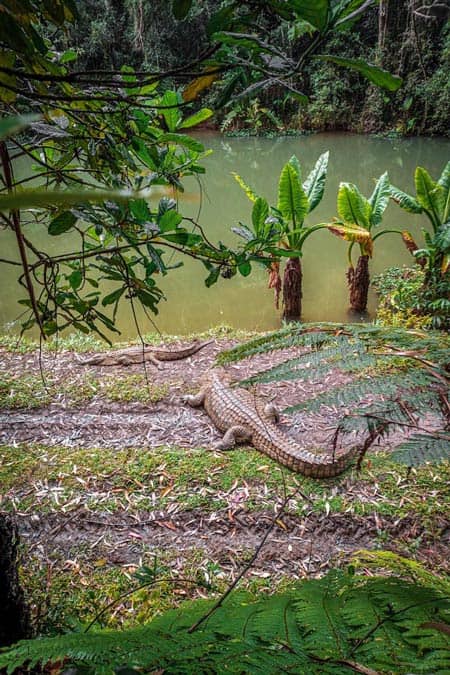 Crocodile Feeding Show