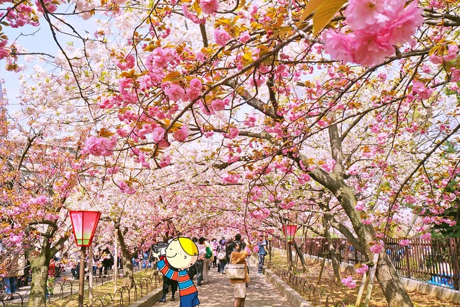 Diverse Cherry Blossom Varieties