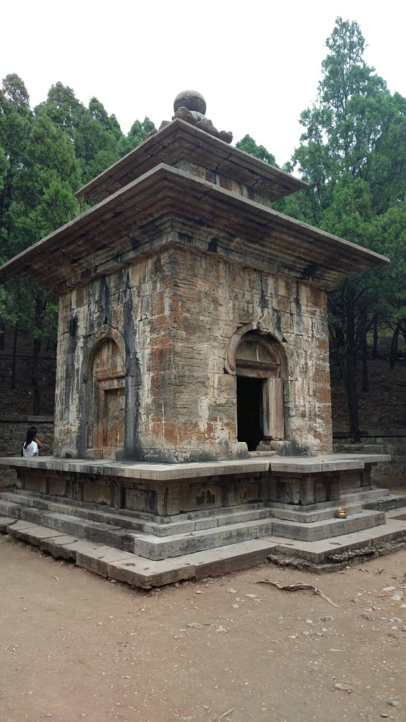 Historic Apricot Tree