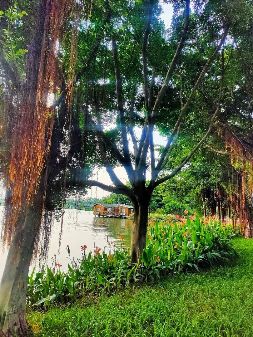 Blooming Flower Fields