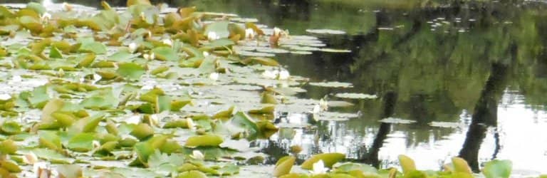 Reflective Water Views