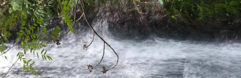 Lush Greenery & Trails