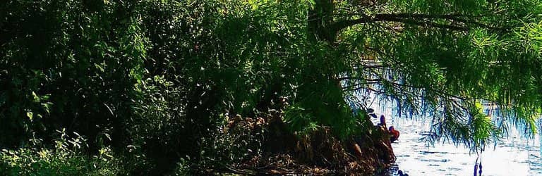 Iguana and Turtle Spotting
