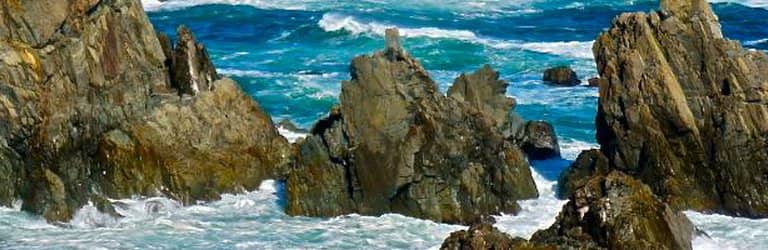 Puffin & Gannet Sightings