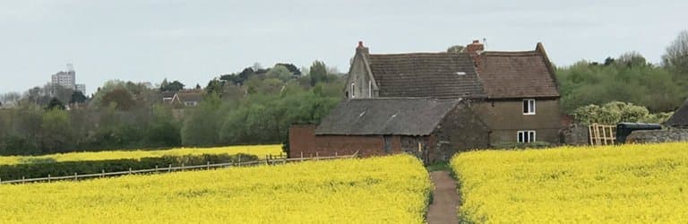 Rape seed out in mid April!!!!!