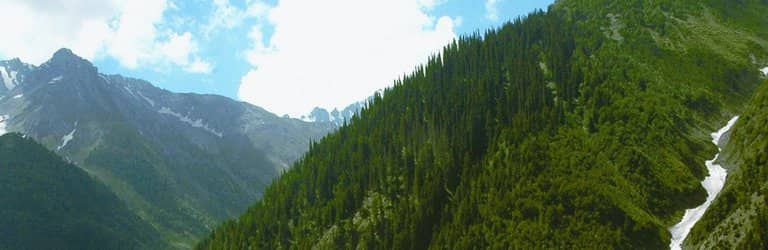 Lush Green Meadows