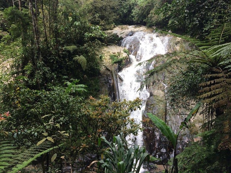Cameron Highlands Trail 9/9A Robinson