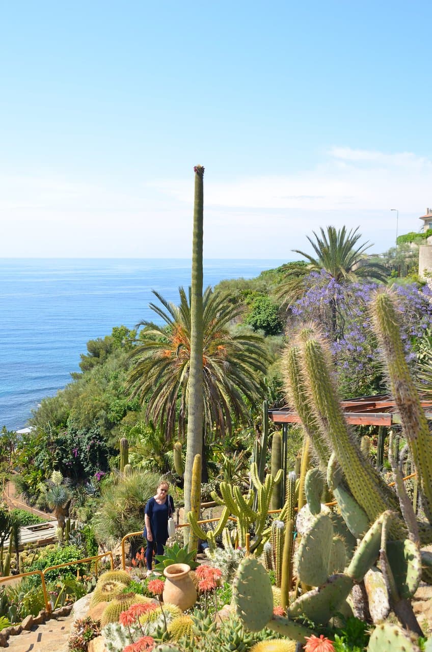 cactus alto 18 metri