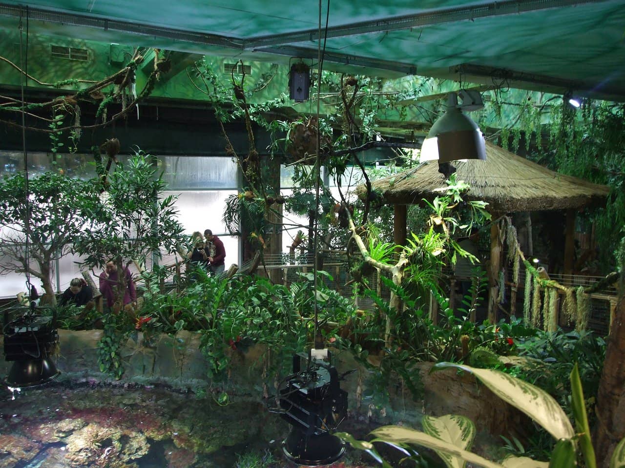 Tropical Rainforest