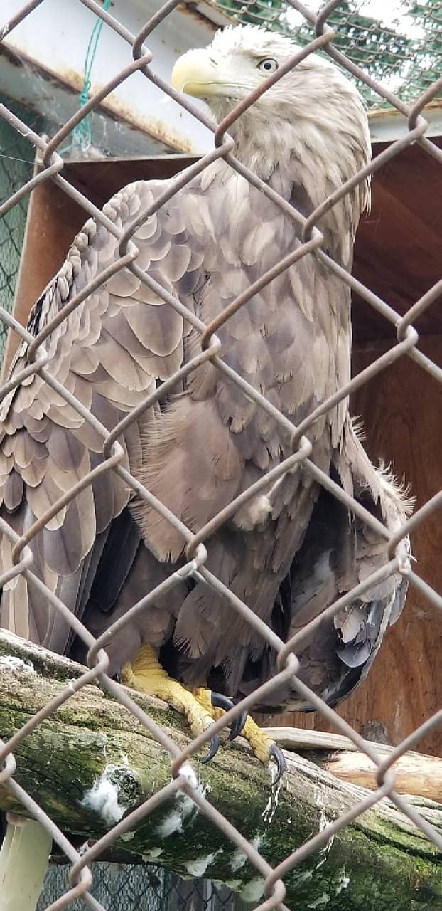 Stuffed Wildlife Collection