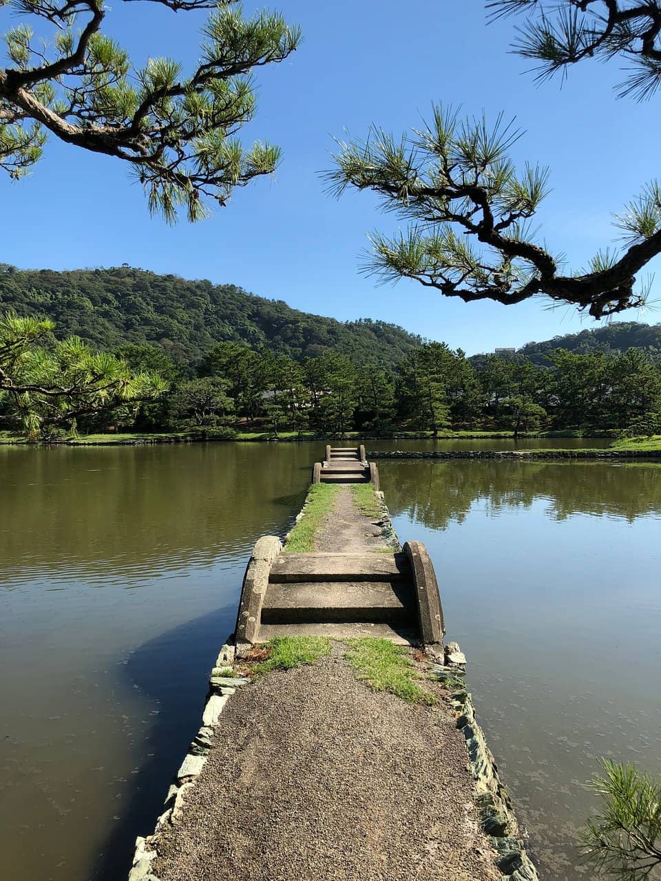 Manicured Pine Trees