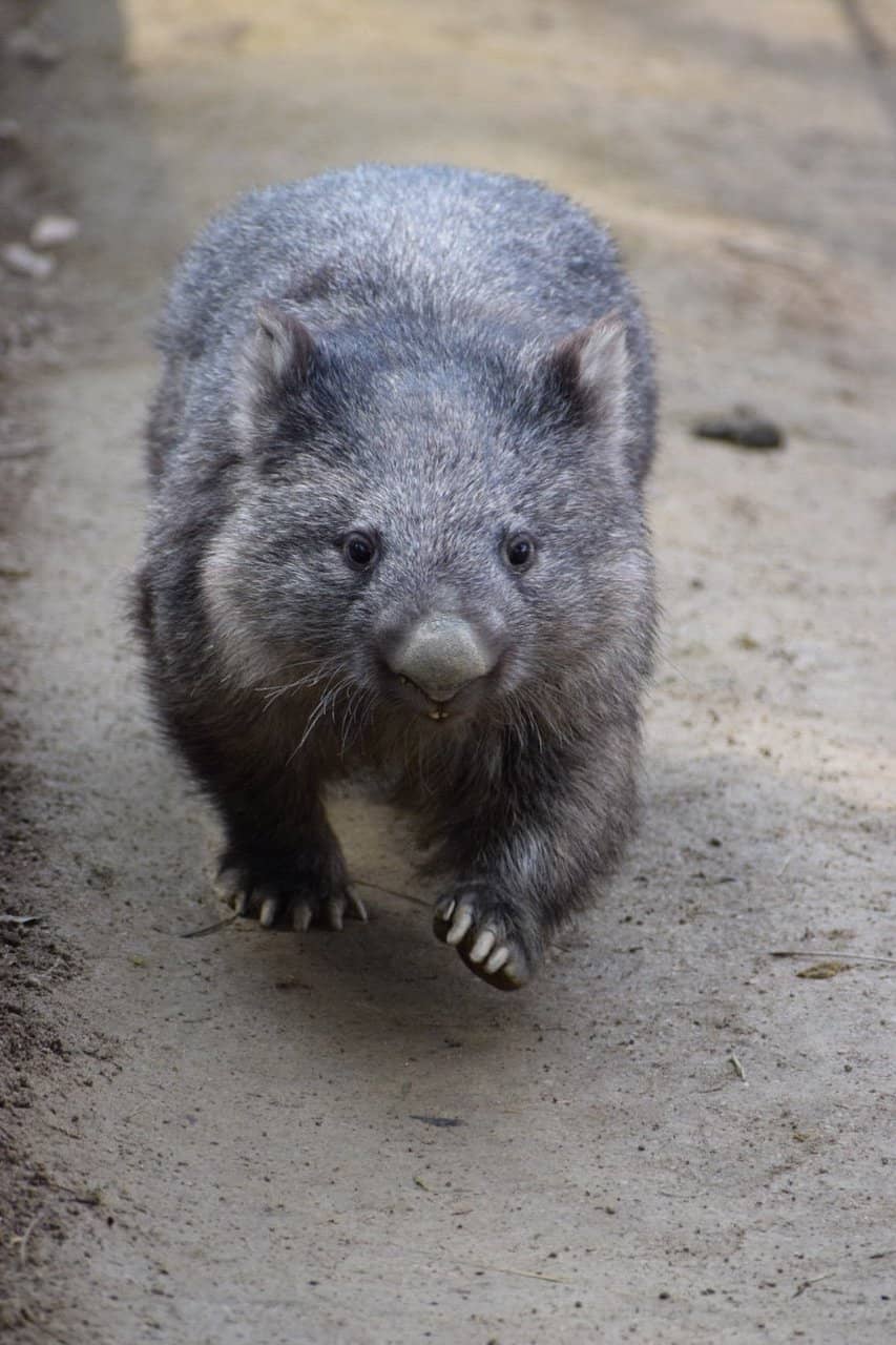 Petting Zoo Encounters