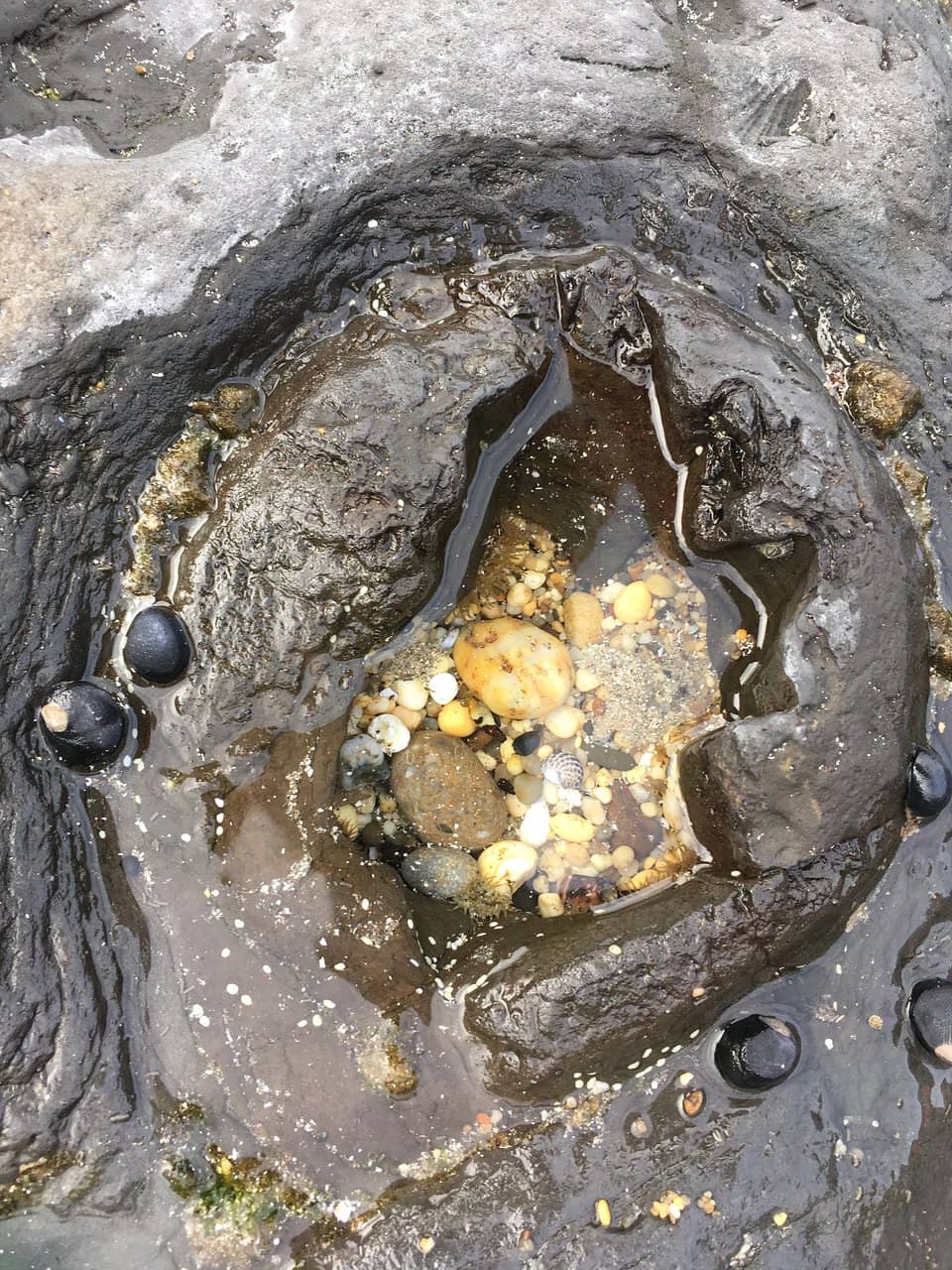 Fossilized Octopus