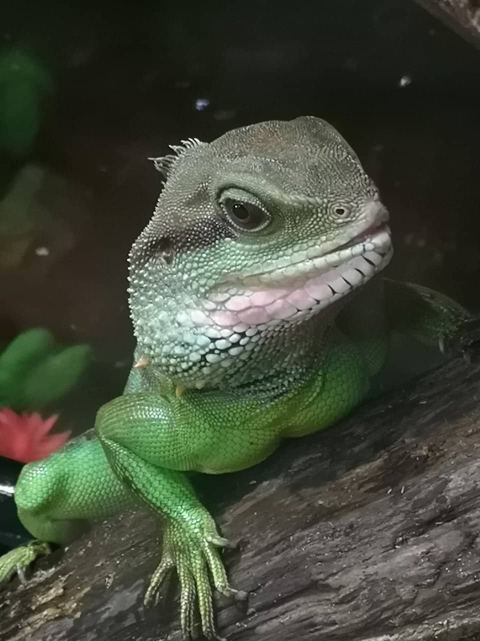 Majestic Sea Turtles