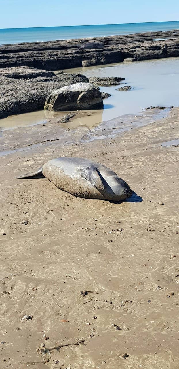 Sea Lion and Elephant Seal Colonies