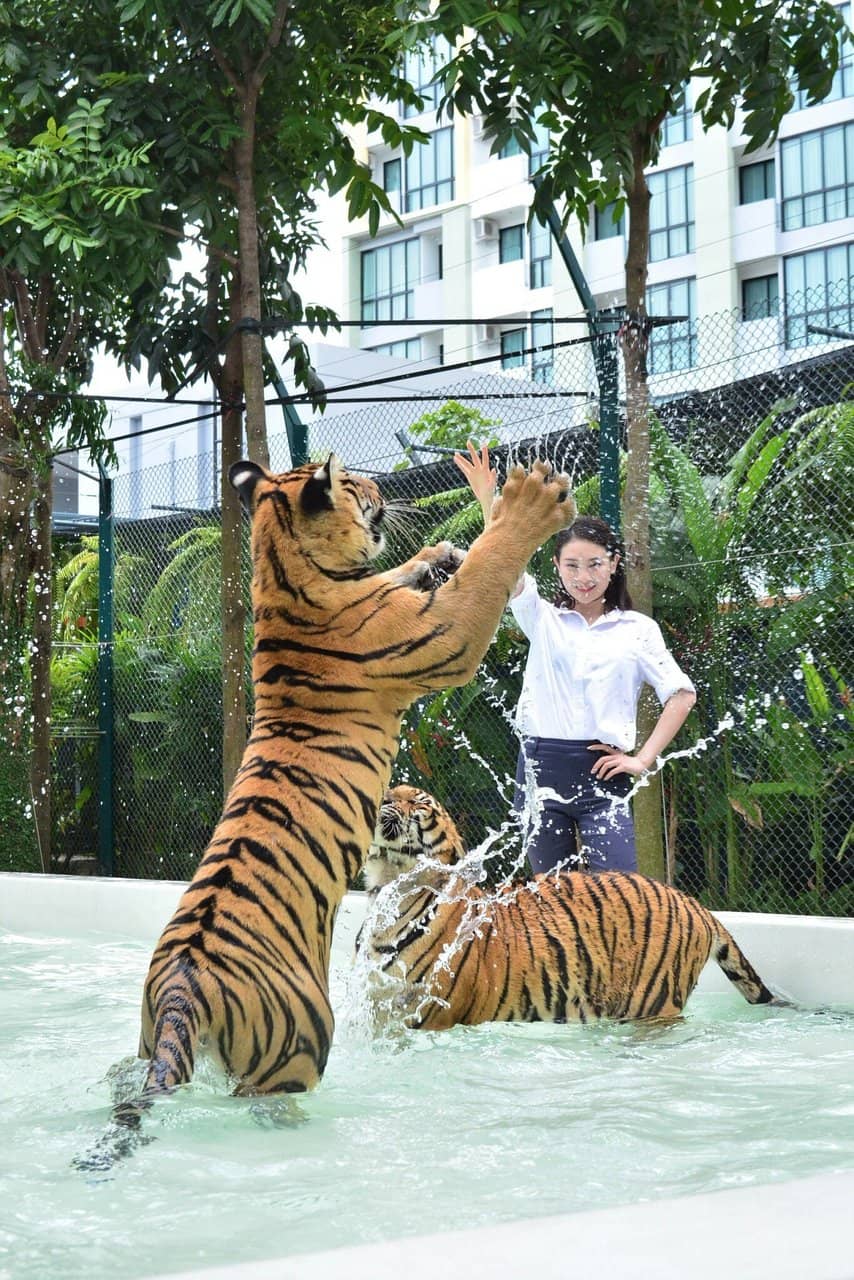 Diverse Feline Collection