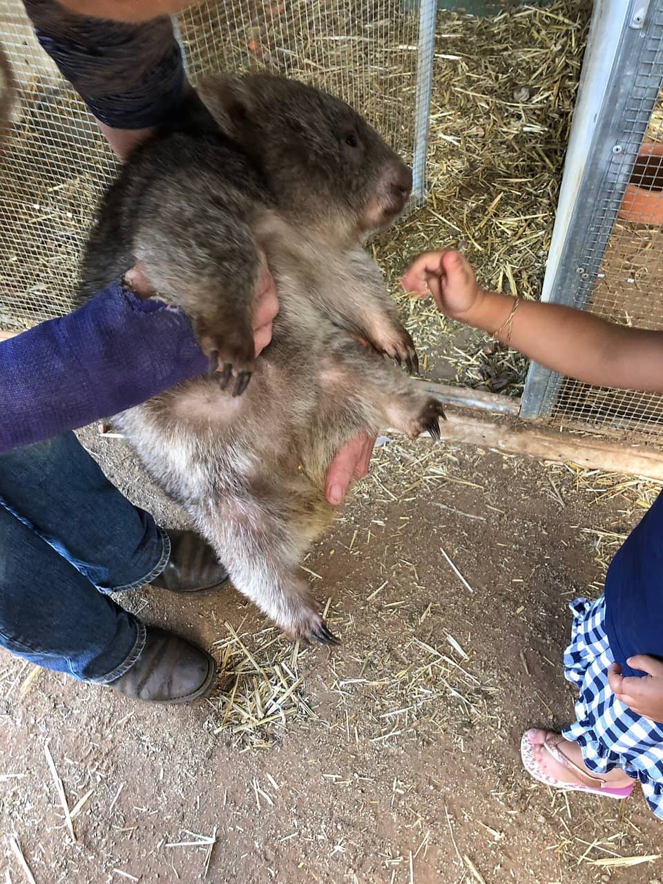 Feed the Kangaroos