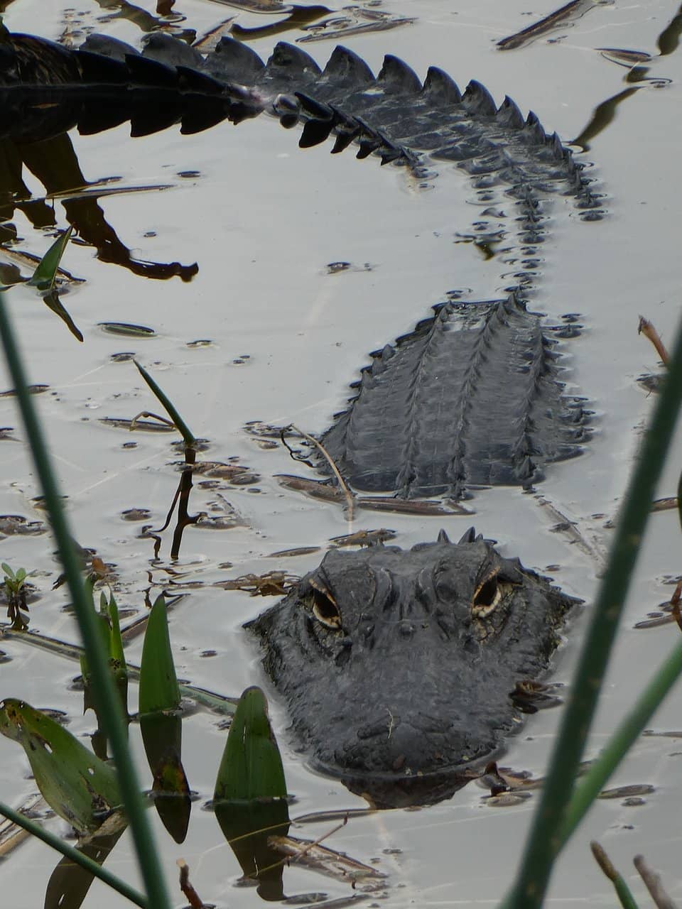Alligator Sightings