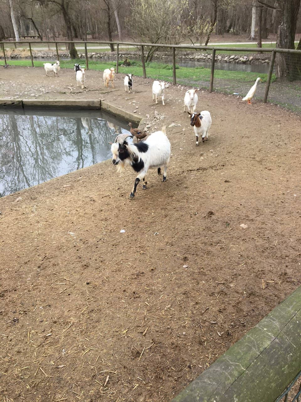 Animal Encounters