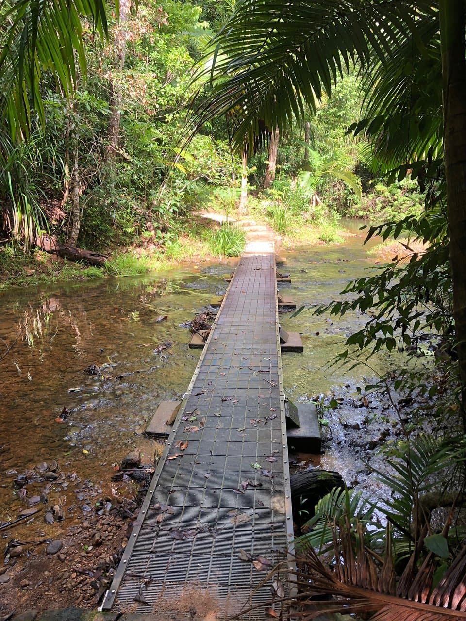 Djiru National Park Queensland Australia