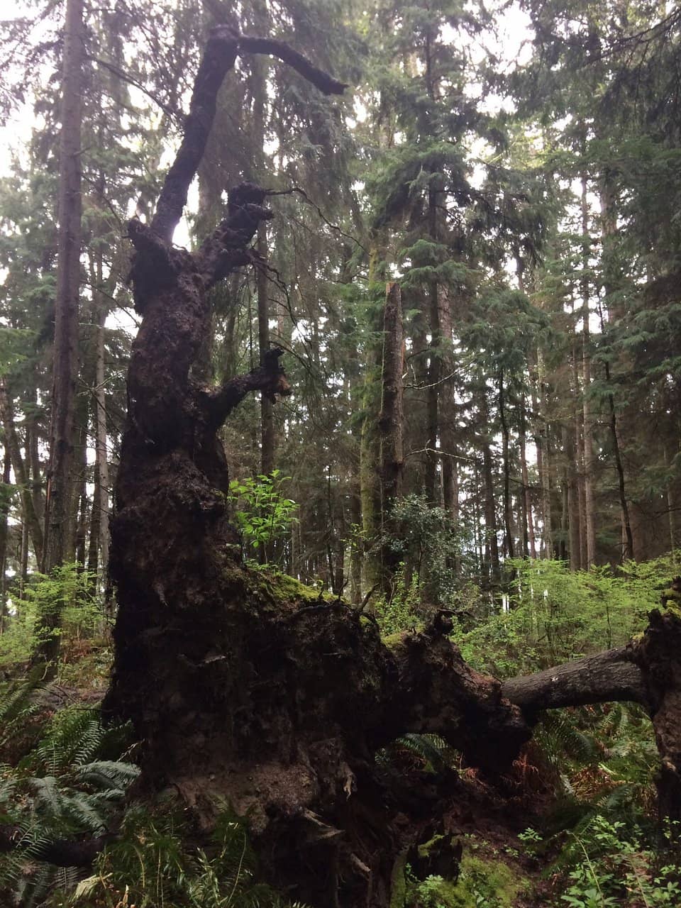 Peaceful Hiking Experience