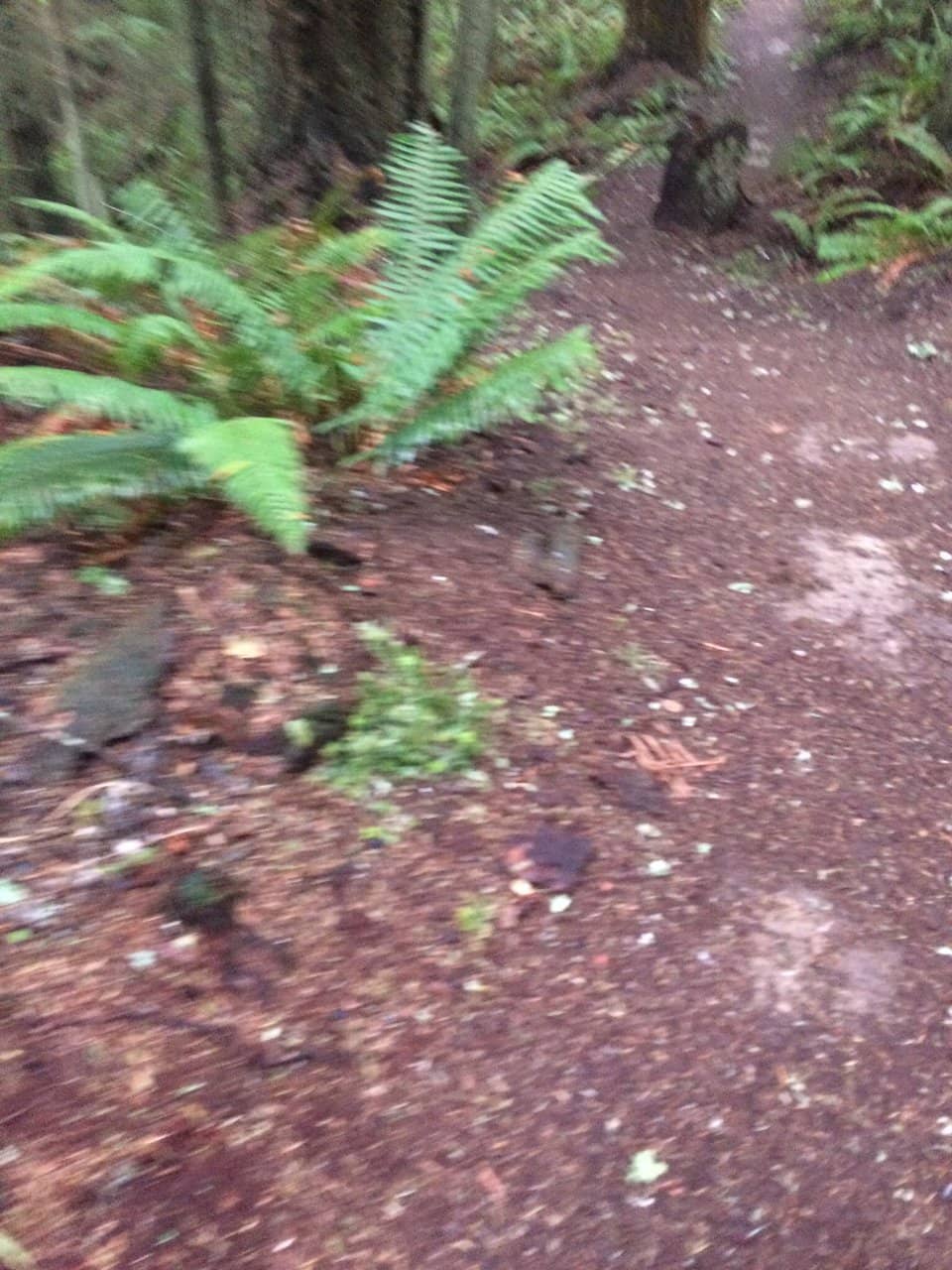 Lush Forest Trails