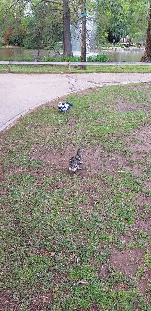 Roaming Peacocks