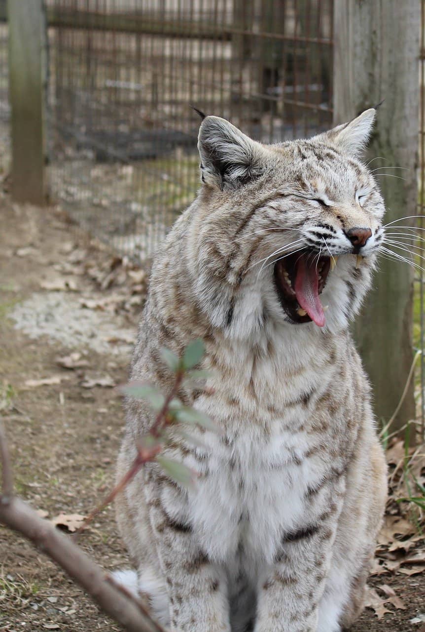 Scarlet Macaw Flight