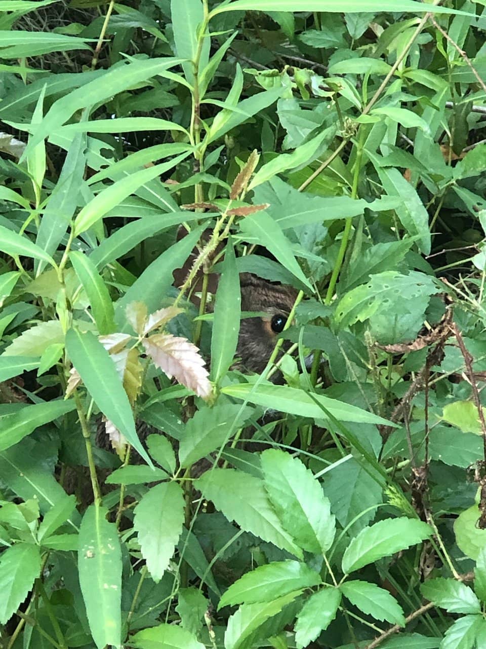 Barataria Preserve Trails