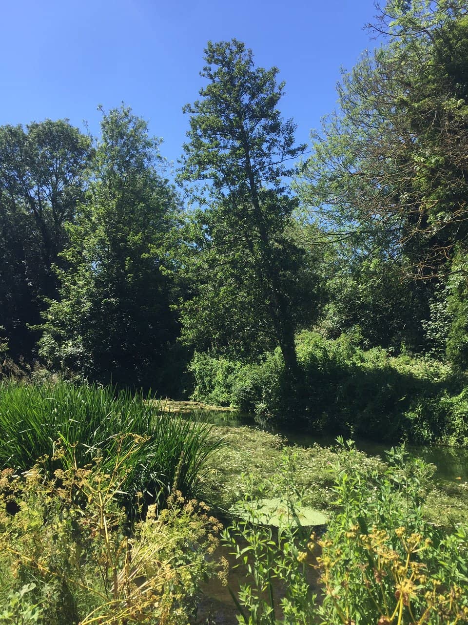 Punting on the Stour