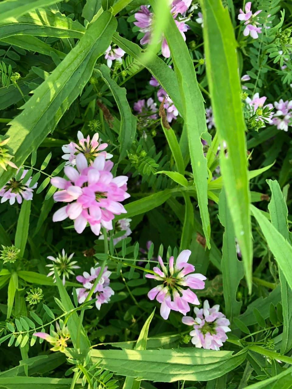 Autumn Foliage Walks