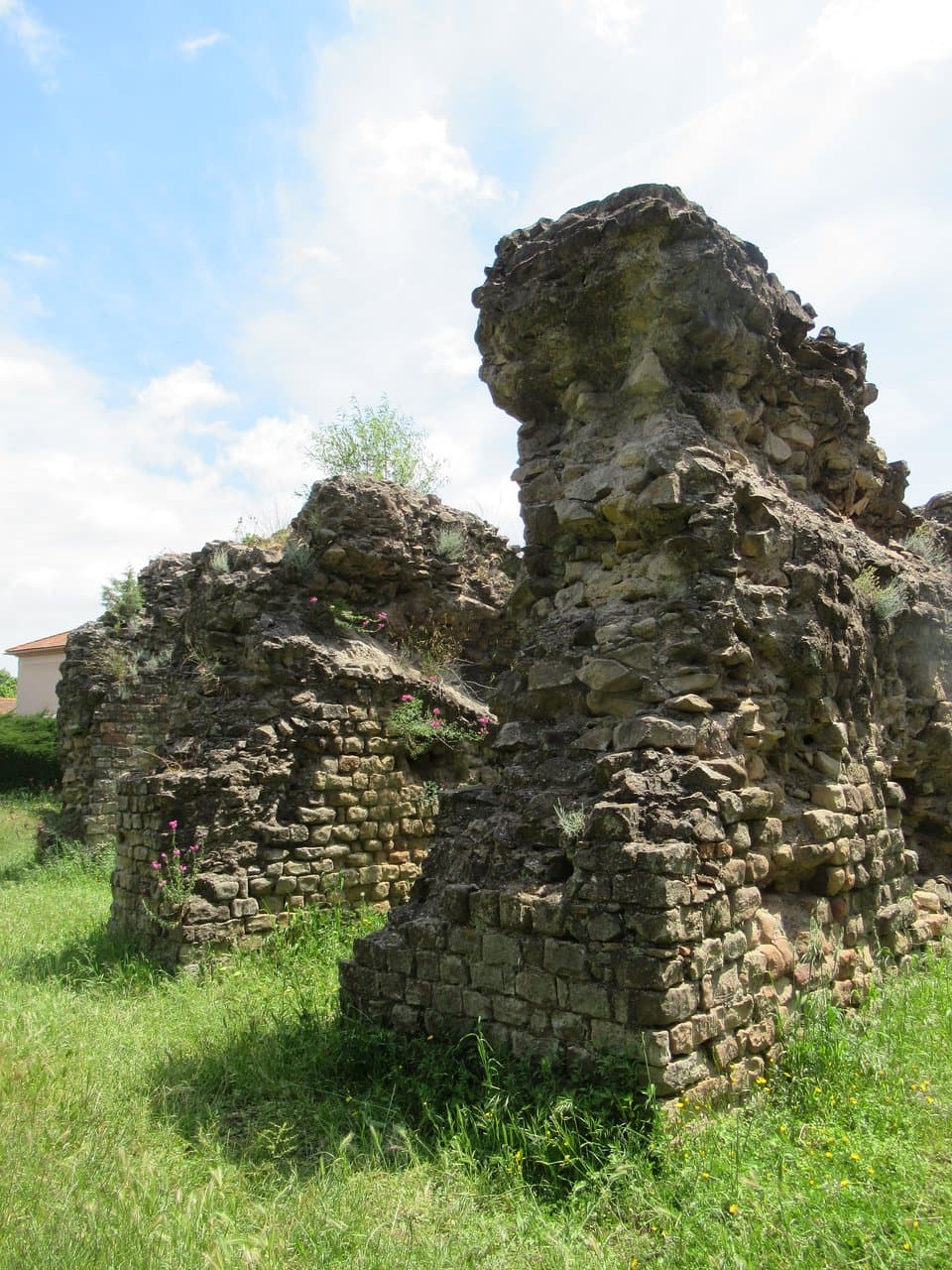 Overgrown and ancient