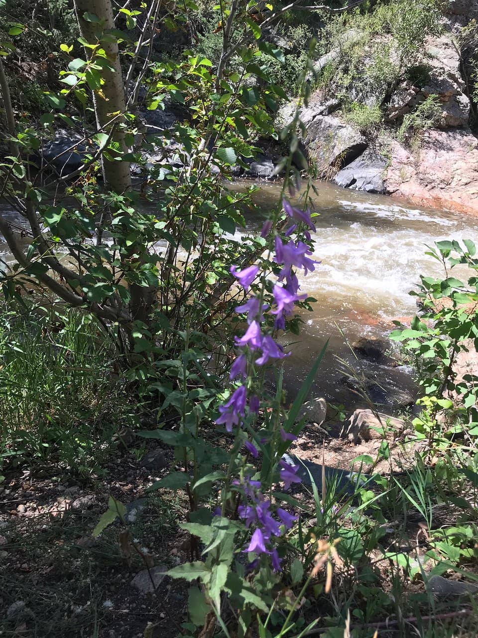 Creekside Play & Picnics