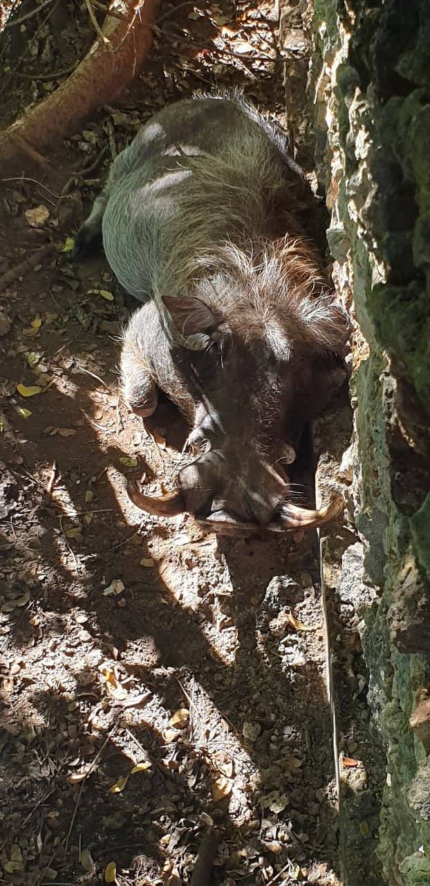 Butterfly Pavilion Magic