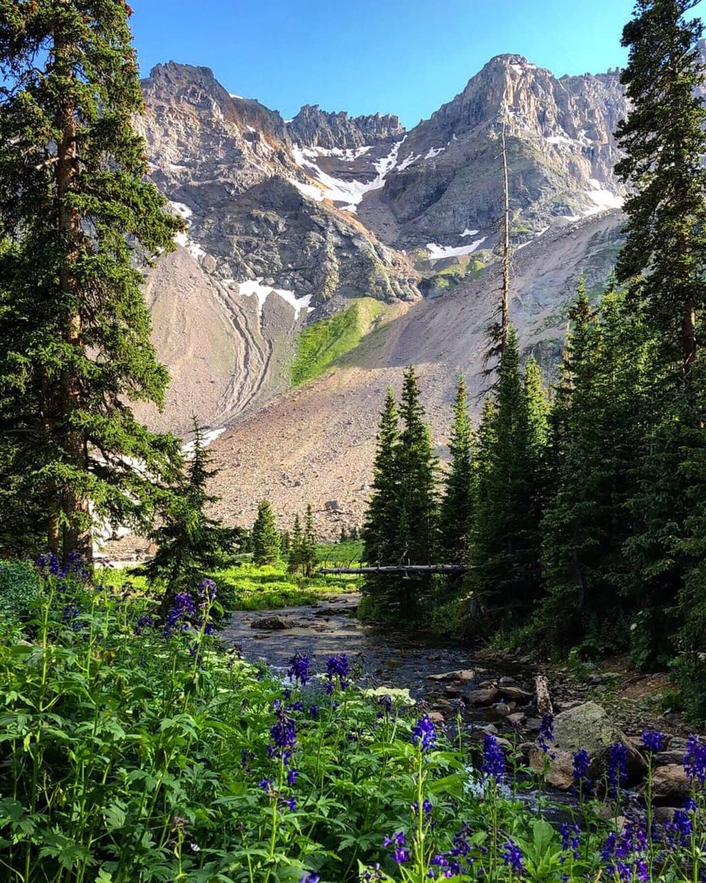 Wildflower Displays