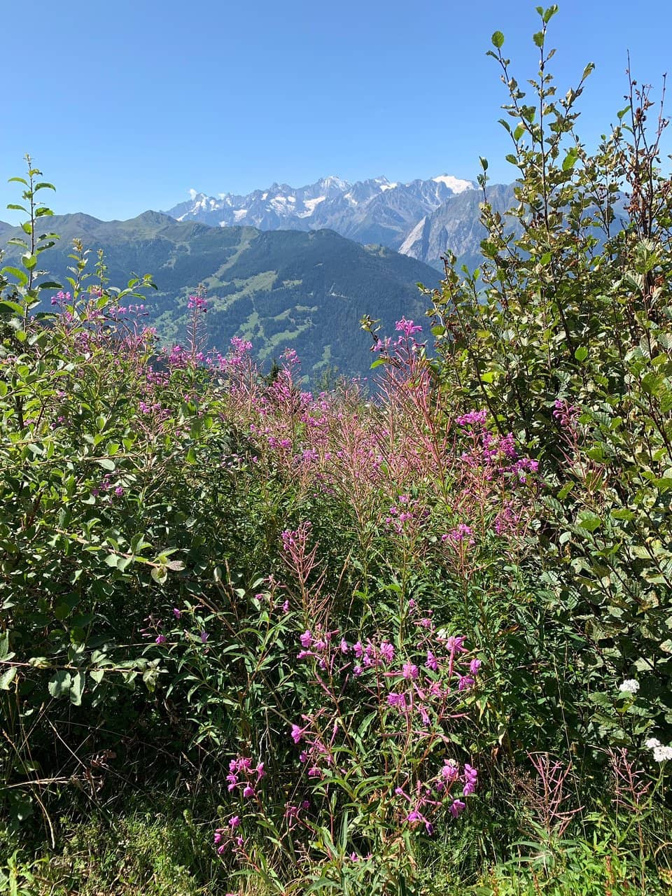 Wild Lupine Fields