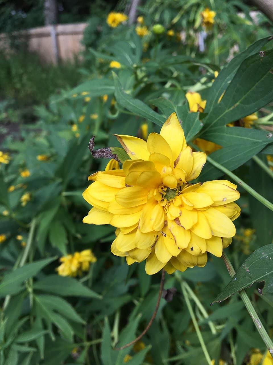 Italianate Villa Architecture