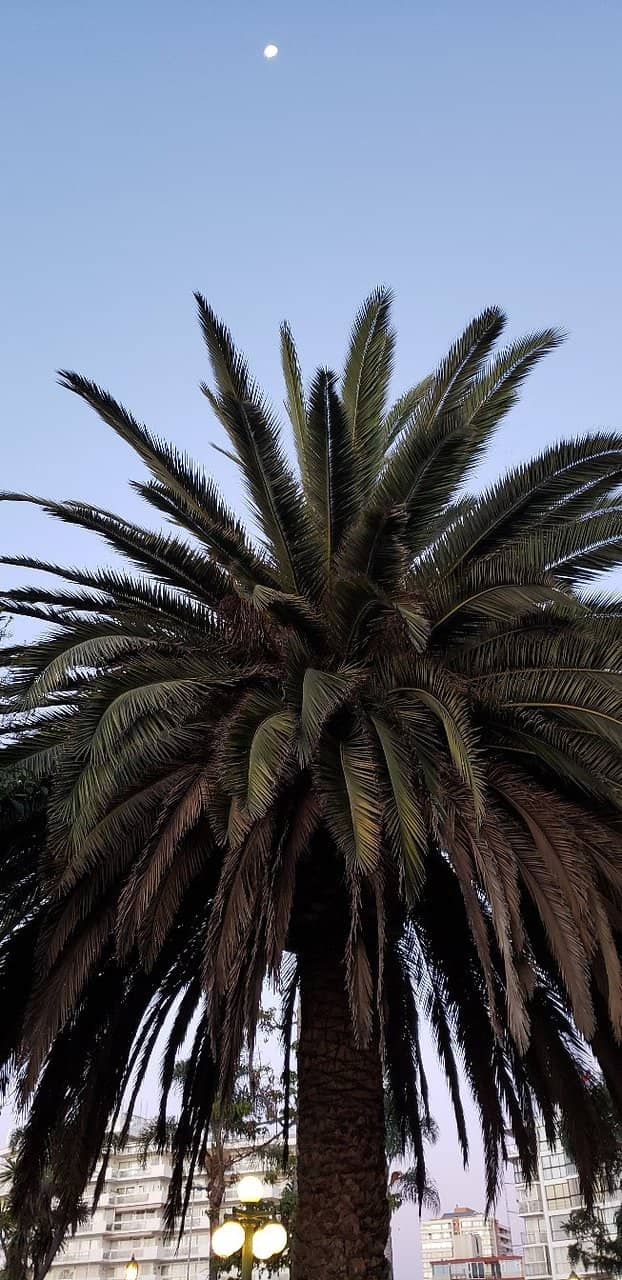 Viña del Mar Festivals