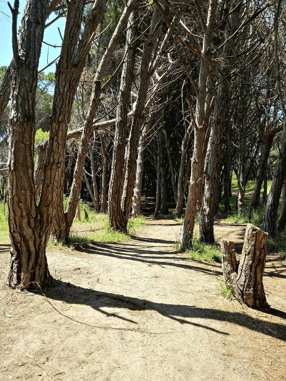 Tranquil Forest Trails