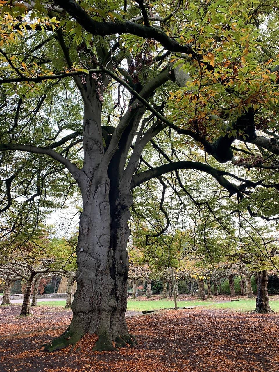 Canada Geese Gatherings