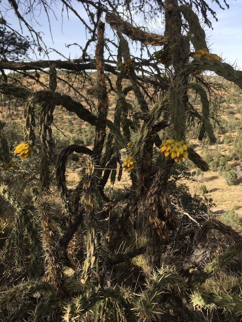 Madera Canyon Trail Arizona