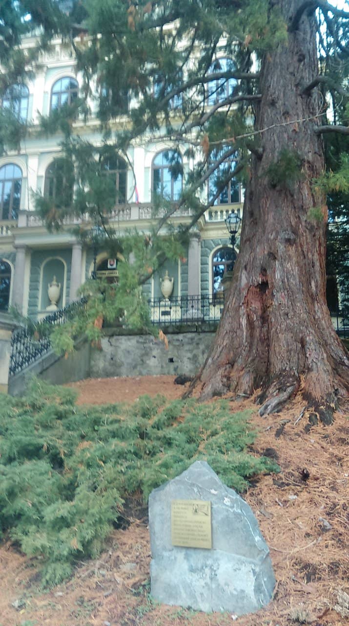 African Tree Collection