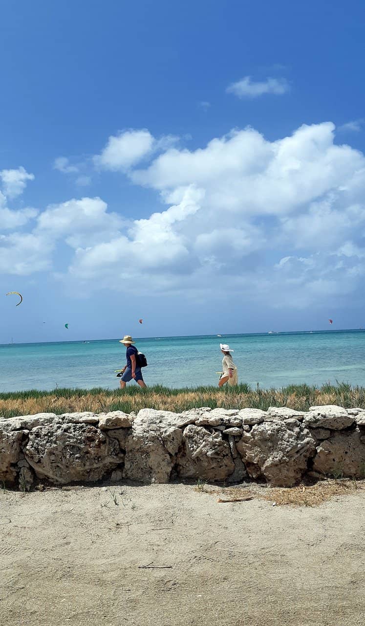 Sea Turtle Encounters
